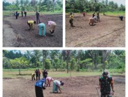 Menyukseskan Ketahanan Pangan Nasional, Babinsa Koramil Buka Lahan Tanam Padi Gogo