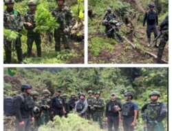 Satgas Gabungan Pamtas RI-PNG Ungkap Empat Kebun Ganja di Pegunungan Bintang, Papua