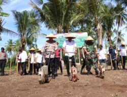 Kapolres Pidie Jaya dan Forkopimda Tanam Jagung Serentak Kuartal IV, Dukung Swasembada Pangan Nasional 2025