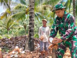 Dukung Peningkatan Ekonomi, Satgas TMMD Komsos Dengan Petani Kelapa