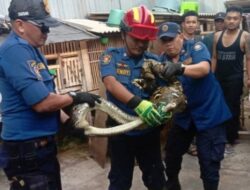 UPT Damkar Ciledug Tangani 4 Laporan Hewan Liar Dalam Satu Hari