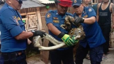 UPT Damkar Ciledug Tangani 4 Laporan Hewan Liar Dalam Satu Hari