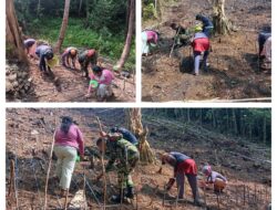 Pendampingan Tanam Padi Gogo, Babinsa Koramil 12/Bulagi Bantu Tanam Padi Gogo