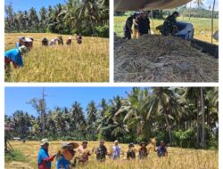Sukseskan Ketahanan Pangan Nasional, Babinsa Bantu Petani Panen Padi