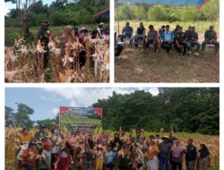 Wujudkan Ketahanan Pangan Nasional, Danramil dan Warga Panen Jagung Bersama