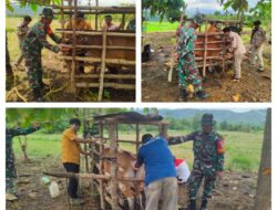 Cegah Penyakit Menular, Satgas TMMD Ke 126 — Disnak Banggai Vaksinasi Sapi Warga