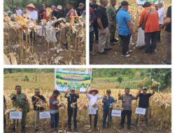 Ws Danramil 09/Labongkurung Hadiri Kegiatan Panen Raya Jagung Dan Padi Serentak 6 Hektar