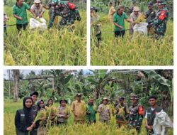Pendampingan Panen Perdana Padi Gogo Oleh Babinsa Koramil 10/Salakan Dan PPL Di Desa Binaan