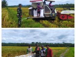 Sukseskan Ketahanan Pangan Nasional, Babinsa Desa Masing Dampingi Petani Pasca Panen Padi