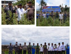 Lanal Palu Dukung Program Ketahanan Pangan Nasional, Ikuti Panen Serentak TNI AL Tahun 2025.