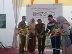 Plt. Sekda Aceh Tamiang Launching Panen Raya Melon Mutiara Program CSR PT. Pertamina