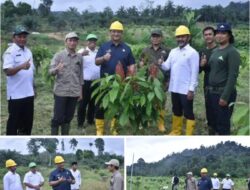 Tinjau Kebun Uji Lapang Klon Kakao, Bupati Aceh Tamiang Sebut Salah Satu Komoditas Unggulan Daerah