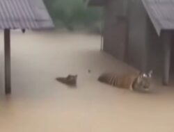 HOAKS BEREDAR: Saat Banjir Dua Harimau Sumatera Disebut Berkeliaran – Pemerintah Pastikan Informasi Tidak Benar.