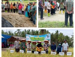 Danramil 10/Salakan Menghadiri Syukuran Panen Perdana Padi Bersama Kelompok Tani Suka Maju