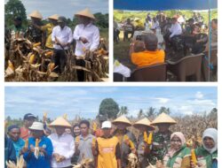 Panen Raya Jagung di Kecamatan Nuhon: Kolaborasi Babinsa dan Dinas Pertanian Wujudkan Penguatan Ketahanan Pangan