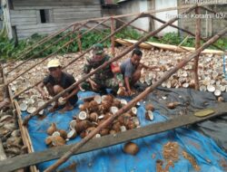 Komsos Bersama Petani Kopra, Babinsa 09/Labongkurung Bantu Proses Pengolahan Kelapa