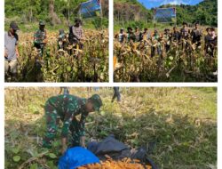 Sinergi Koramil 09/Labongkurung dan BUMDes, Panen Perdana Jagung Hibrida Di Alasan