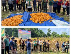Wujud Sinergitas Dukung Program Ketahanan Pangan, Danramil 09/Labongkurung di Wakili Babinsa Hadiri Panen Jagung Pipil Di Desa Padingkian
