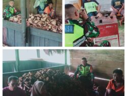 Wujud Peduli Hanpangan, Babinsa Koramil 07/Pagimana Komsos Dan Lakukan Pendampingan Dengan Petani Kopra