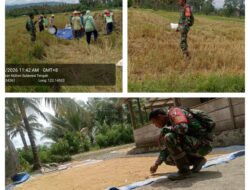 Wujud Nyata Pendampingan Babinsa Bantu Petani Panen Padi Di Dua Desa Binaan