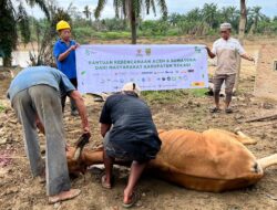 Aceh Tamiang Bangkit dengan Bantuan Sapi BAZNAS dari Bekasi