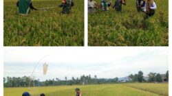 Dukung Ketahanan Pangan, Babinsa Melaksanakan Ubinan Panen Padi