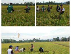 Dukung Ketahanan Pangan, Babinsa Melaksanakan Ubinan Panen Padi