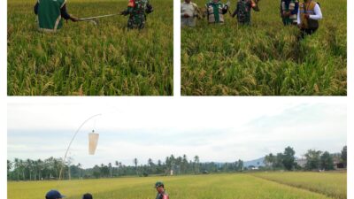 Dukung Ketahanan Pangan, Babinsa Melaksanakan Ubinan Panen Padi