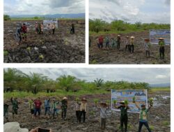 Dukung Asta Cita, Dandim 1307/Poso Tanam Padi Perdana Di Lahan Cetak Sawah Rakyat (CSR)