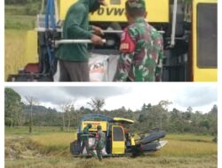 Babinsa Bantu Petani Panen Padi, Ringankan Beban Dan Ciptakan Suasana Penuh Keakraban