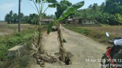 Warga Protes Jalan Rusak dengan Tanam Pohon Pisang, Minta Pemerintah Segera Bertindak
