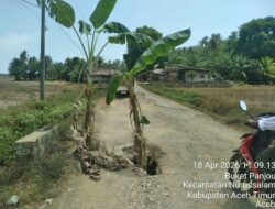 Warga Protes Jalan Rusak dengan Tanam Pohon Pisang, Minta Pemerintah Segera Bertindak