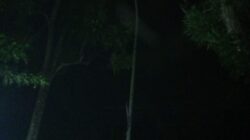 Gelap Berkepanjangan di Jalur Parungkuda–Pakuwon, PJU Tak Berfungsi, Warga Minta Tindakan Cepat.