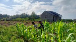Babinsa Dampingi Petani Rawat Tanaman Jagung