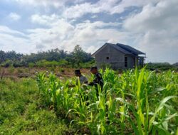 Babinsa Dampingi Petani Rawat Tanaman Jagung