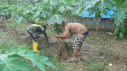 Melalui Komsos Babinsa Dampingi Petani Pepaya Membersihkan Gulma