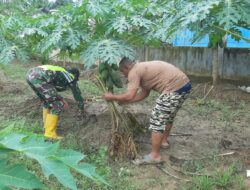Melalui Komsos Babinsa Dampingi Petani Pepaya Membersihkan Gulma