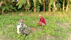 Jaga Pertumbuhan Tanaman, Babinsa Bantu Merawat Tanaman Kacang Ijo Milik Warga