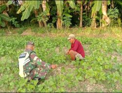 Jaga Pertumbuhan Tanaman, Babinsa Bantu Merawat Tanaman Kacang Ijo Milik Warga