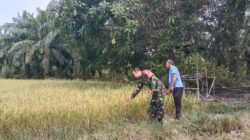 Sertu Riki Bersama Petani Pantau Padi Menguning, Pastikan Produksi Tetap Optimal