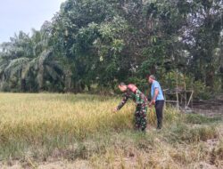 Sertu Riki Bersama Petani Pantau Padi Menguning, Pastikan Produksi Tetap Optimal