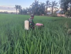 Babinsa Bantu Petani Lakukan Penyemprotan Hama Padi