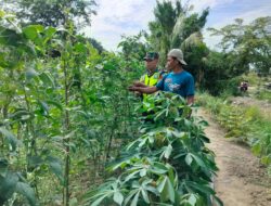 Supaya Berhasil, Babinsa Bersama Petani Pantau Perkembangan Tanaman Kacang panjang