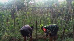 Babinsa Tanjung Lipat Satu Bantu Petani Merawat Tanaman Kacang Panjang