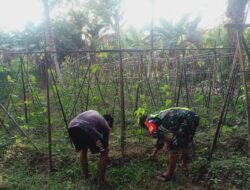 Babinsa Tanjung Lipat Satu Bantu Petani Merawat Tanaman Kacang Panjang