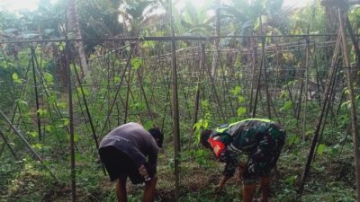 Babinsa Tanjung Lipat Satu Bantu Petani Merawat Tanaman Kacang Panjang
