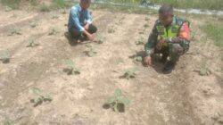 Babinsa Dampingi Petani Dalam Merawat Tanaman Terong Ungu Warga Desa Binaan
