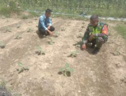 Babinsa Dampingi Petani Dalam Merawat Tanaman Terong Ungu Warga Desa Binaan