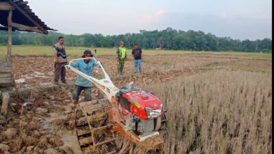 Siapkan Lahan, Babinsa Dampingi Petani Bajak Sawah Dengan Traktor