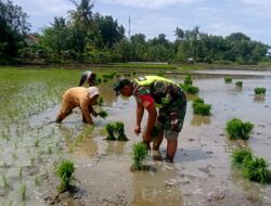 Babinsa Turun Ke Sawah Bantu Petani Tanam Padi